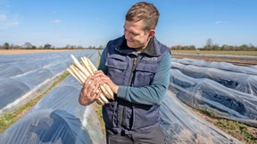 Die Spargelsaison beginnt