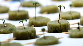 Sitting Bulls Dröhnung