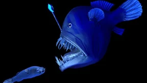 Al Gore, Tiefseeströme, Fischwandern