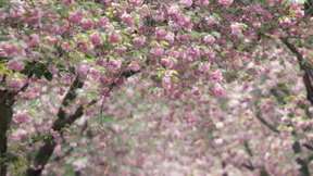 Morddrohung gegen die Kirschblüte