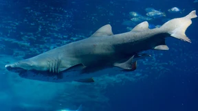 Bürgerbegehren zu „Shark City“ muss mit Aus rechnen