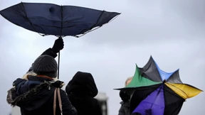 Mann von umstürzenden Baum erschlagen