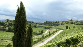 Eleganz vom Kaiserstuhl