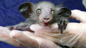 Sensationelle Aye-Aye-Geburt