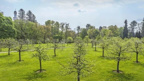 Saft von Äpfeln aus Bad Homburger Schlosspark