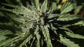 Repräsentantenhaus stimmt für Marihuana