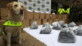 Spürhunde stoßen auf zwei Tonnen Kokain