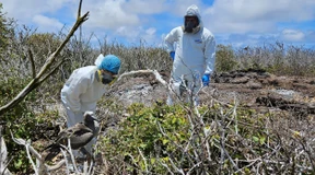 Nationalpark durch Vogelgrippe bedroht