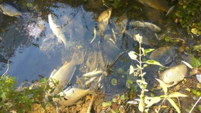 Fischsterben durch giftiges Löschwasser
