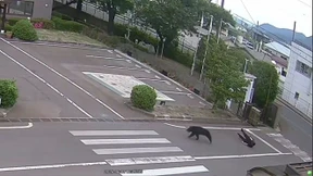 Bär beißt zwei Mitarbeiter einer Autoteile-Fabrik