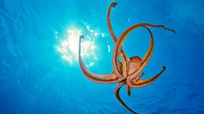 Acht Arme, die denken können