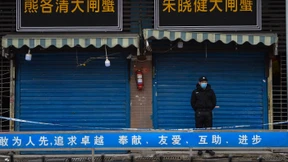 Lebende Pfauen und Füchse