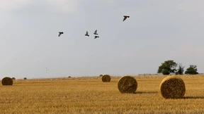 Die zärtlichste Entfremdung, seit es Heimatromane gibt