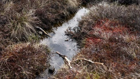 Lemke will mit Mooren und Wäldern CO2 binden