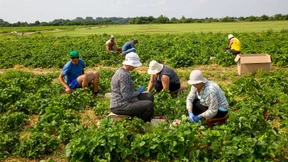 Die letzten Erdbeeren