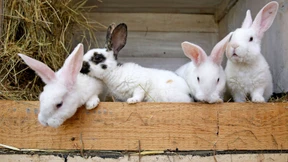 Für ein bisschen Eigenbau auf den Tisch