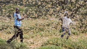 Die Heuschrecken fressen alles kahl