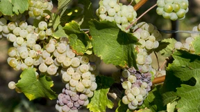 Wird der Neue ein guter Jahrgang?