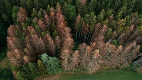 Warnung vor einem „Waldsterben 2.0“