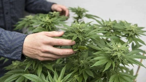 Rückschlag für amerikanische Marihuanabranche