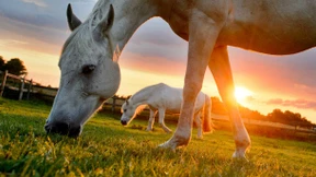 Das Land der Pferde setzt nicht mehr aufs Pferd