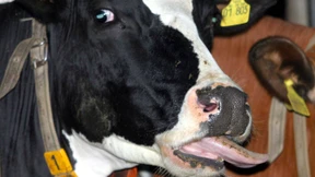 Blauzungenkrankheit bei Rindern in Rheinland-Pfalz nachgewiesen