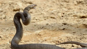 Franzose offenbar durch Schlangenbiss in Australien ums Leben gekommen