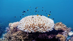 Forscher stellen massenhaftes Korallensterben fest
