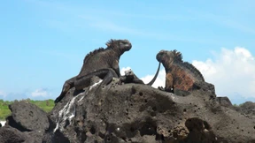 Reptilien mit Resistenzen