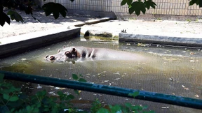 Das geht auf keine Nilpferdhaut