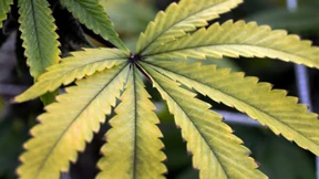 Das braucht es für einen geordneten Cannabis-Verkauf