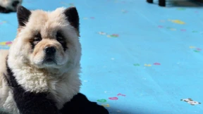 Hunde im Panda-Style