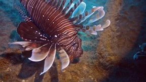 Mit dem Grill gegen die Feuerfisch-Invasion