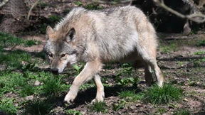 Warum der Wolf tot ist – zumindest als Streitthema