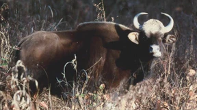 Riese mit weißen Kniestrümpfen