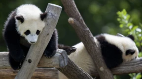 Pandanachwuchs auf Erkundungstour 