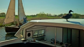 Die Ente bettelt schon wieder!