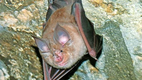 Ein Gen, das Covid verhindern kann