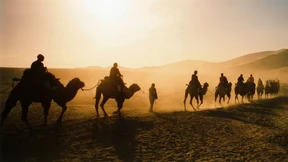 Von der Schönheit der Kamele