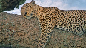 Das ist der Brüller!