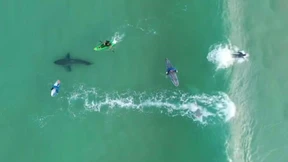 Weißer Hai mischt sich unter Surfer