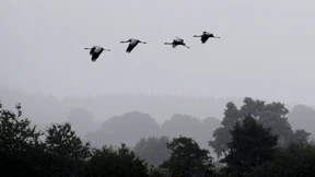 Suchbewegung im Zentrum des Zentrums