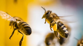 Hessen soll wieder bienenfreundlicher werden