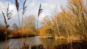Aussaat für ein Blumenmeer