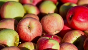 Obstdiebstahl wird zu einer teuren Plage