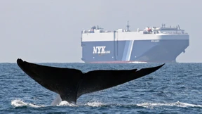 Ein Blauwal ist tausend Bäume wert