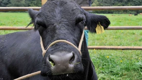 Kuh Verona ist als „Mörderin“ überführt