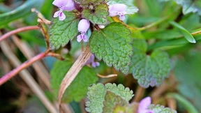 Alles eine Frage des Stiels