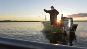 Kann ein Fangverbot den Felchenbestand im Bodensee retten?