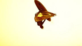 König der Wellenreiter